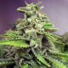 семена конопли почтой Afghan Skunk feminised Advanced Seeds семена конопли почтой Afghan Skunk feminised Advanced Seeds