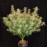 семена конопли f1 в оригинальной упаковке Auto Rhino Ryder feminised Fast Buds