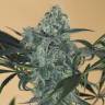 семена конопли гидропоники Green Crack CBD feminised Humboldt Seeds семена конопли гидропоники Green Crack CBD feminised Humboldt Seeds