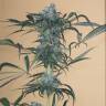 семена конопли дешево Green Crack CBD feminised Humboldt Seeds семена конопли дешево Green Crack CBD feminised Humboldt Seeds