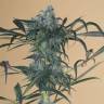 семена конопли с доставкой Green Crack CBD feminised Humboldt Seeds семена конопли с доставкой Green Crack CBD feminised Humboldt Seeds