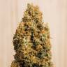 мощные семена конопли Green Crack CBD feminised Humboldt Seeds мощные семена конопли Green Crack CBD feminised Humboldt Seeds