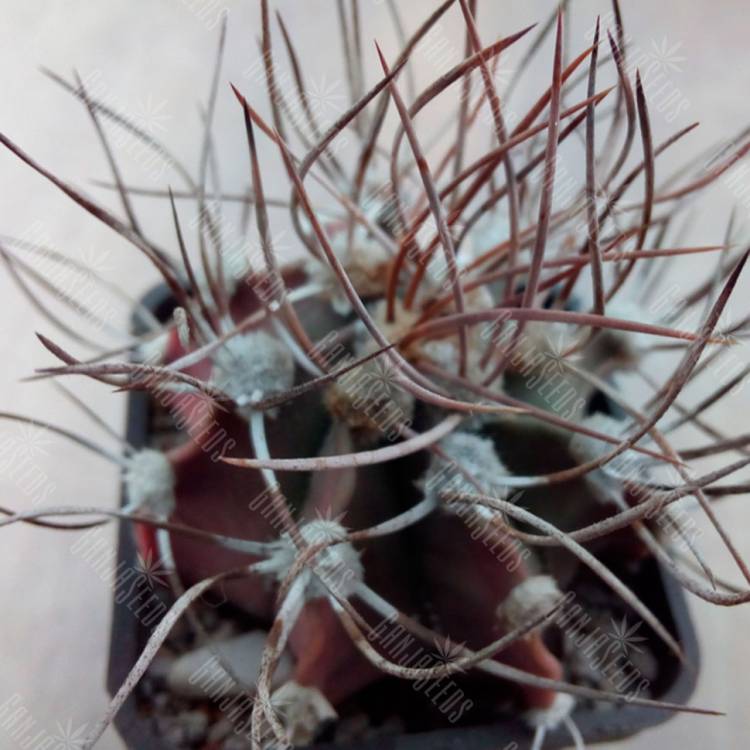Семена кактуса Astrophytum niveum x Astrophytum ornatum Семена кактуса Astrophytum niveum x Astrophytum ornatum