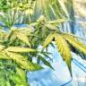Flowershell Bomb feminised Ganja Seeds Дешевые семена конопли в интернете Flowershell Bomb feminised Ganja Seeds Дешевые семена конопли в интернете