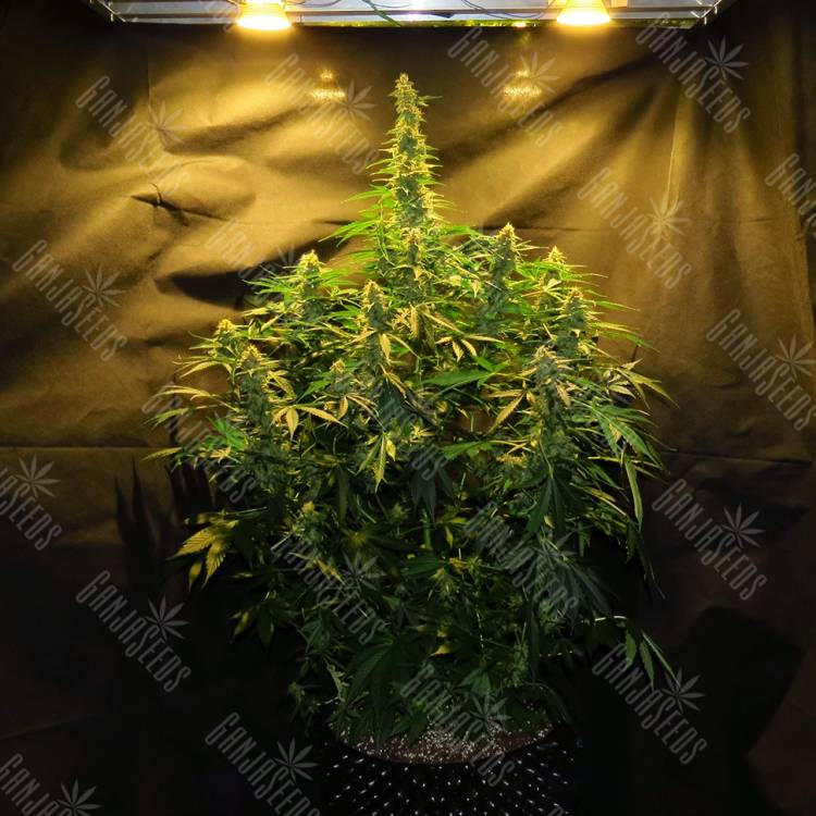 семена конопли в интернете Auto Northern Lights x White Widow feminised семена конопли в интернете Auto Northern Lights x White Widow feminised