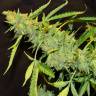 семена конопли скороспелый купить Auto Northern Lights x White Widow feminised семена конопли скороспелый купить Auto Northern Lights x White Widow feminised
