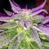 конопля семена сорта заказать Blue Power feminised конопля семена сорта заказать Blue Power feminised