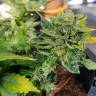 семена конопли гидропоники Auto Pineapple regular семена конопли гидропоники Auto Pineapple regular