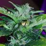 семена индийской конопли Auto Pineapple regular семена индийской конопли Auto Pineapple regular