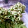 семена конопли автоцвет Auto Pineapple regular семена конопли автоцвет Auto Pineapple regular
