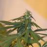 Skunk #11 feminised Dutch Passion Seeds