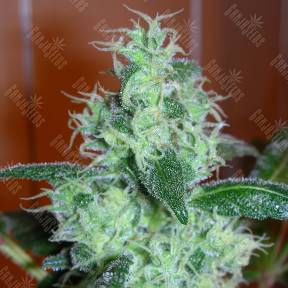 Skunk #11 feminised Dutch Passion Seeds