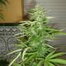 Skunk #11 feminised Dutch Passion Seeds