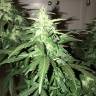 семена конопли f1 в оригинальной упаковке Lowgold regular Ganja Seeds