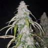 семена конопли в оригинальных упаковках Auto Six Shooter feminised Fast Buds