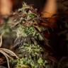 хорошие семена конопли Durga Mata II CBD feminised Paradise Seeds хорошие семена конопли Durga Mata II CBD feminised Paradise Seeds