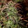 где можно заказать семена конопли Durga Mata II CBD feminised Paradise Seeds где можно заказать семена конопли Durga Mata II CBD feminised Paradise Seeds
