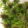 семена конопли в интернете Painkiller XL CBD feminised Royal Queen семена конопли в интернете Painkiller XL CBD feminised Royal Queen