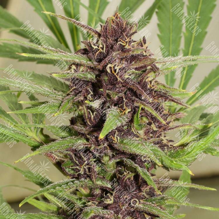 элитные семена конопли Flowerbomb Kush feminised элитные семена конопли Flowerbomb Kush feminised
