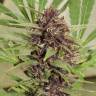 элитные семена конопли Flowerbomb Kush feminised элитные семена конопли Flowerbomb Kush feminised