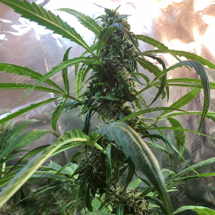 семена конопли в оригинальных упаковках Auto Jack x White Widow feminised семена конопли в оригинальных упаковках Auto Jack x White Widow feminised