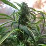 семена конопли в оригинальных упаковках Auto Jack x White Widow feminised семена конопли в оригинальных упаковках Auto Jack x White Widow feminised