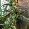семена конопли недорого Auto Jack x White Widow feminised семена конопли недорого Auto Jack x White Widow feminised