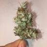 где заказать семена конопли Auto Jack x White Widow feminised где заказать семена конопли Auto Jack x White Widow feminised