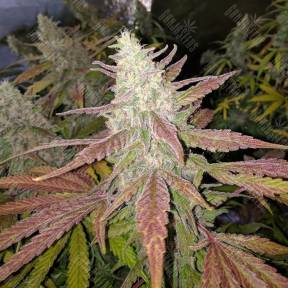 Bubblelicious regular Ganja Seeds