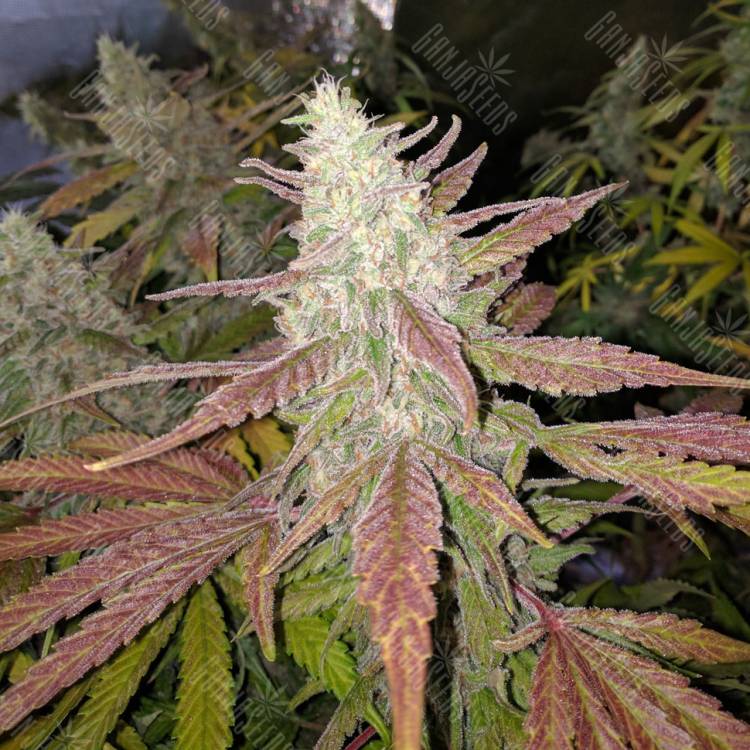 заказ семян конопли Москва Bubblelicious regular заказ семян конопли Москва Bubblelicious regular
