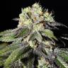 семена конопли f1 в оригинальной упаковке Caboose feminised Strain Hunters Seeds семена конопли f1 в оригинальной упаковке Caboose feminised Strain Hunters Seeds
