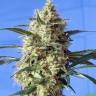 семена конопли в москве Snow Bud feminised семена конопли в москве Snow Bud feminised