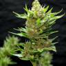 заказать семена конопли с доставкой курьером Snow Bud feminised заказать семена конопли с доставкой курьером Snow Bud feminised