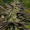 Snow Bud feminised Dutch Passion Seeds Snow Bud feminised Dutch Passion Seeds
