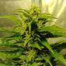 Snow Bud feminised Dutch Passion Seeds Snow Bud feminised Dutch Passion Seeds