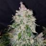 заказ семян конопли Москва Auto Stardawg feminised Fast Buds