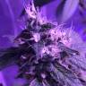 семена конопли Россия Green Crack feminised Humboldt Seeds семена конопли Россия Green Crack feminised Humboldt Seeds