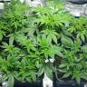 где заказать семена конопли Jock Horror feminised Nirvana Seeds где заказать семена конопли Jock Horror feminised Nirvana Seeds