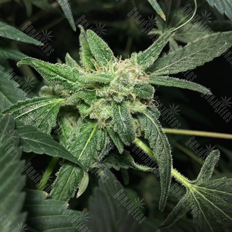 семена конопли гидропоники Royal Highness CBD feminised Royal Queen семена конопли гидропоники Royal Highness CBD feminised Royal Queen