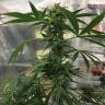 мощные семена конопли Royal Highness CBD feminised Royal Queen мощные семена конопли Royal Highness CBD feminised Royal Queen