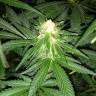 Critical Plus fem дешевые семена конопли в России Critical Plus fem дешевые семена конопли в России