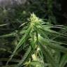 Critical Plus feminised Ganja Seeds купить семена каннабиса Critical Plus feminised Ganja Seeds купить семена каннабиса
