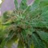 Critical Plus feminised Ganja Seeds качественные семена конопли Critical Plus feminised Ganja Seeds качественные семена конопли