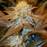 мощные сорта конопли Critical Plus feminised мощные сорта конопли Critical Plus feminised