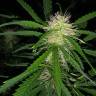 семена конопли феминизированные Auto Maxigom x Northern Lights feminised семена конопли феминизированные Auto Maxigom x Northern Lights feminised