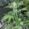 урожайные семена конопли Auto Maxigom x Northern Lights feminised урожайные семена конопли Auto Maxigom x Northern Lights feminised