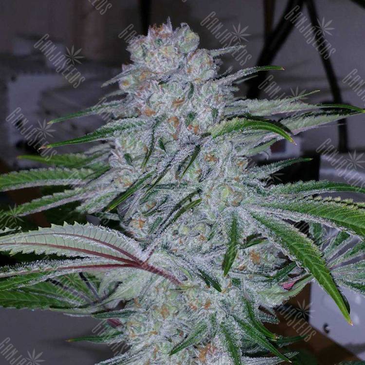 заказать качественные семена конопли Auto Becket Ata feminised Bang Seeds заказать качественные семена конопли Auto Becket Ata feminised Bang Seeds