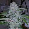 заказать качественные семена конопли Auto Becket Ata feminised Bang Seeds заказать качественные семена конопли Auto Becket Ata feminised Bang Seeds