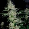 семена конопли в интернете Auto Becket Ata feminised Bang Seeds семена конопли в интернете Auto Becket Ata feminised Bang Seeds