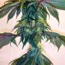 семена конопли гидропоники Mama Mia regular Ganja Seeds семена конопли гидропоники Mama Mia regular Ganja Seeds